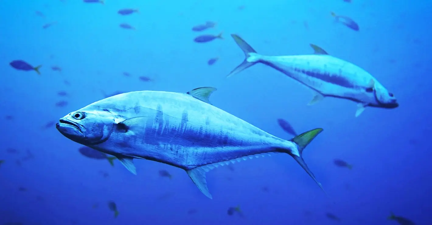 Des études sur le thon