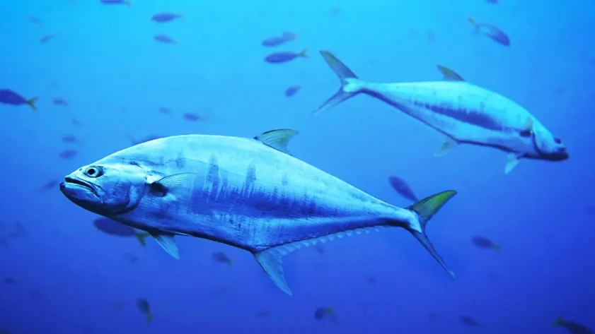 De spectaculaire comeback van tonijn naar Denemarken